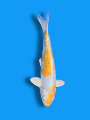 Doitsu Hariwake | Koi&Co.